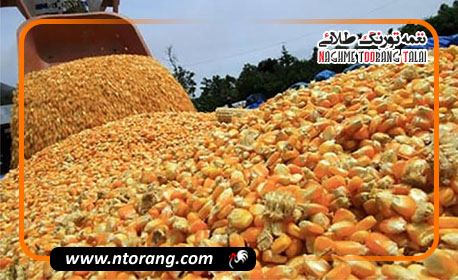 آمادگی ایران برای واردات مستقیم ذرت از پاکستان؛ مذاکره با تولیدکنندگان بدون واسطه